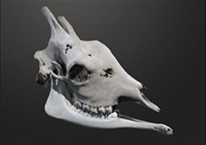 Giraffe Skull